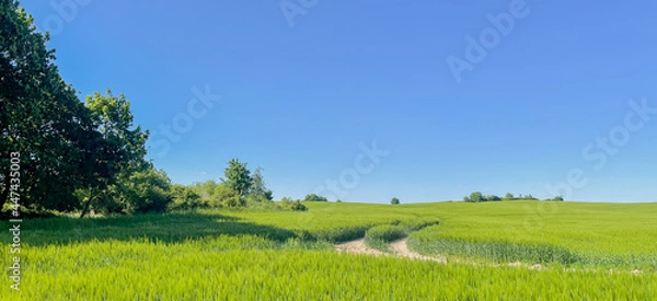 Fototapeta Green field against blue sky. Classic rural landscape. Panorama