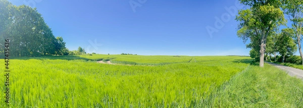 Obraz field and sky. Classic rural landscape. Panorama