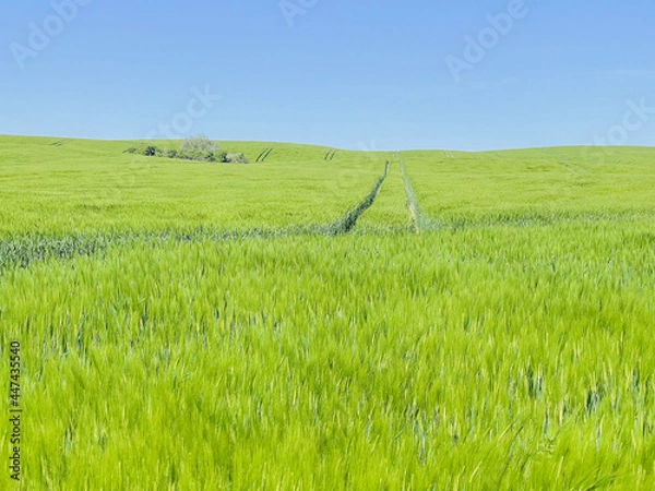 Obraz Green farm, panoramic view of farmland, crop of wheat on field, spring landscape