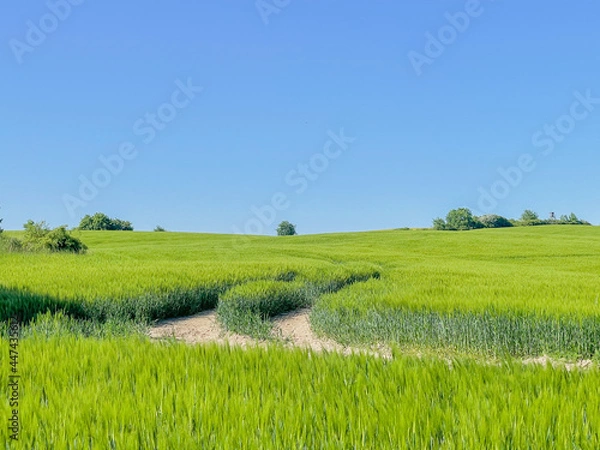 Obraz road in landscape with grass and sky