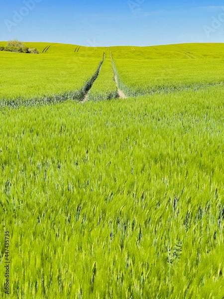 Obraz Beautiful green cornfield with sunset sky background.
