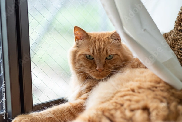 Fototapeta くつろぐ猫　茶トラ猫