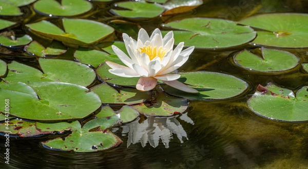 Obraz white water lily