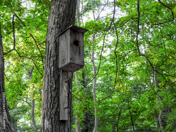 Obraz birdhouse on tree
