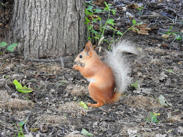 Obraz squirrel in the park