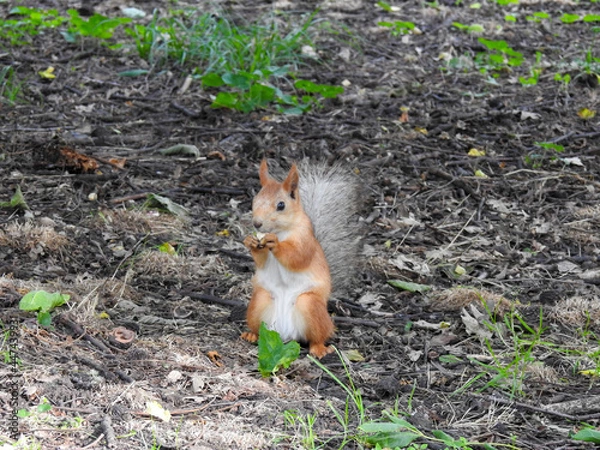 Obraz red squirrel in the forest
