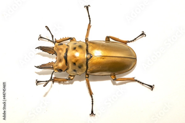 Fototapeta オウゴンオニクワガタ