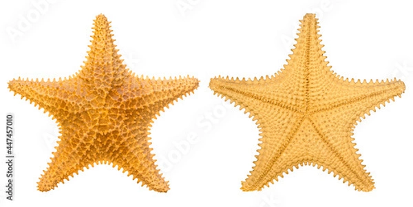 Fototapeta Brown starfish isolated on white background. Front and back side of starfish. Oreaster reticulatus. 