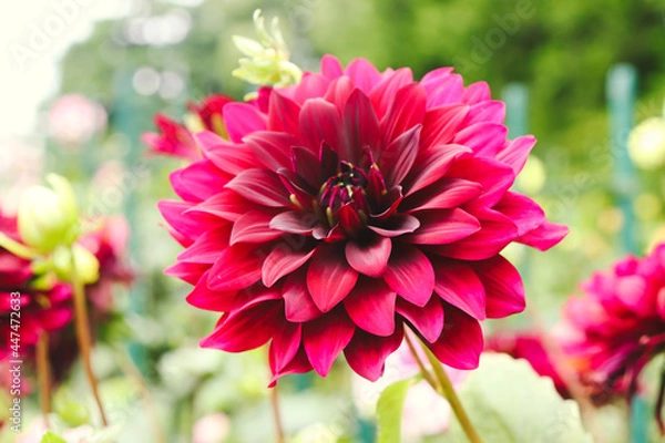 Obraz ダリア 花 ワインレッド 鮮やか　花束 幻想的 綺麗 美しい 上品 大輪 かわいい 