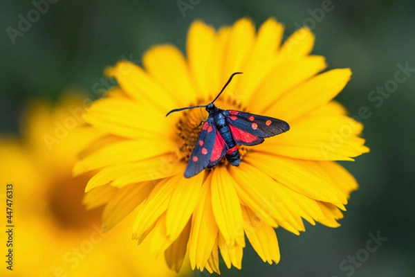Obraz Five-Spot Burnet moth, Zygaena trifolii