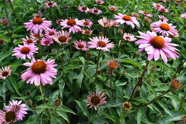 Obraz Echinacea purpurea Magnus bears big dark pink daisy-like flowers with a deep orange centre held horizontally on rigid stems. It has long flowering season and is very attractive to bees and butterflies