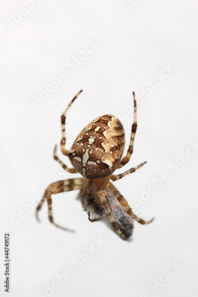 Obraz Kreuzspinne mit Opfer