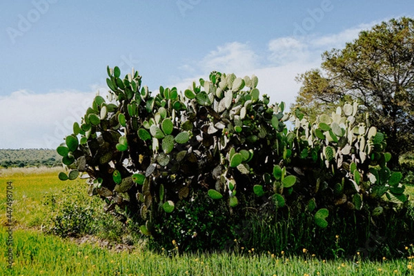 Obraz landscape with cactus