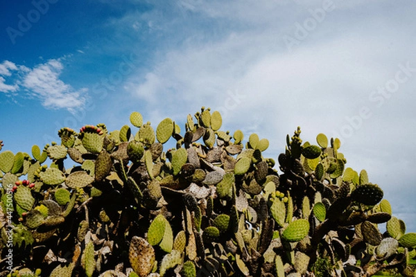 Obraz cactus in the desert