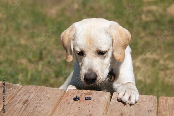 Fototapeta Labrador puppy has climbed onto table with its paws and is trying to steal berry lying there. Naughty dog in search of food.