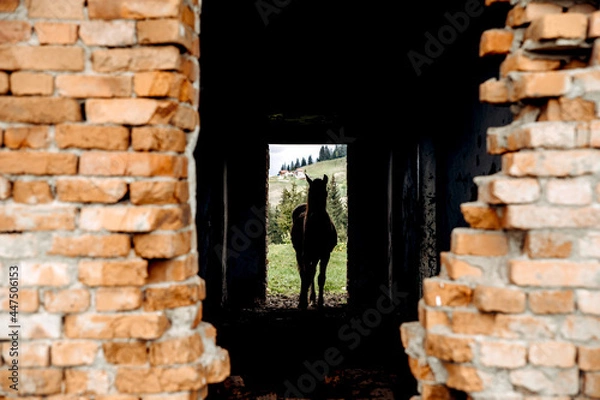 Obraz brick wall and horse