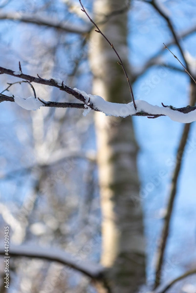 Obraz snow on the branches