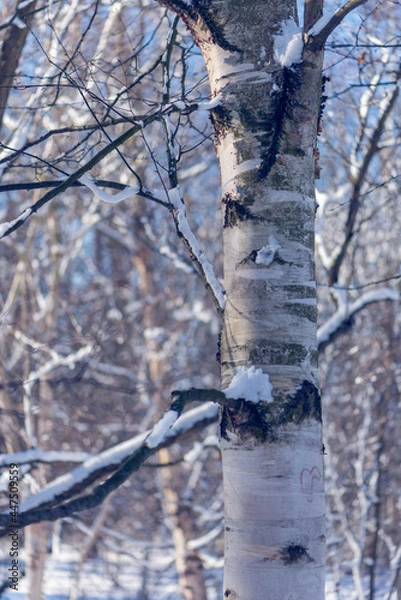 Obraz tree in the snow