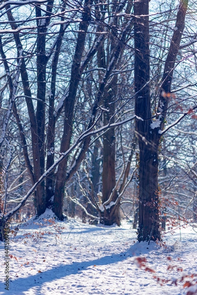 Obraz snow covered trees