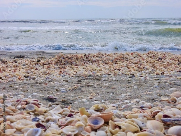 Obraz Seashells on Sanibel