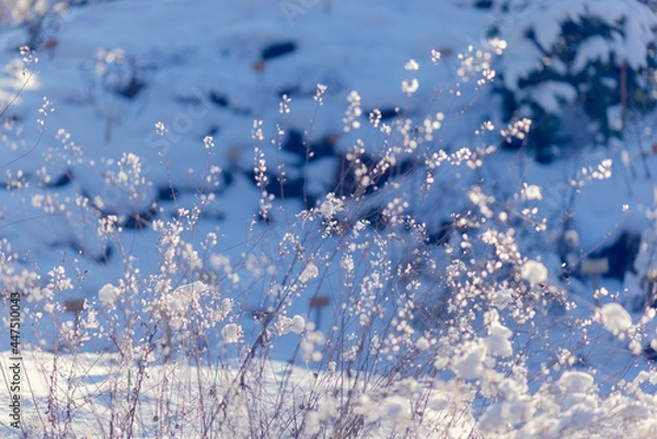 Obraz frost on the window, snow grass