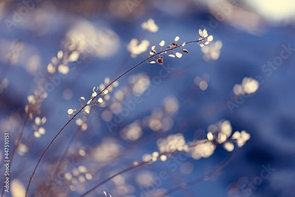 Fototapeta flowers in the wind
