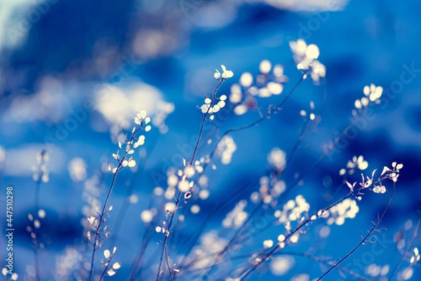 Obraz snow and grass, flowers in the snow blue snow