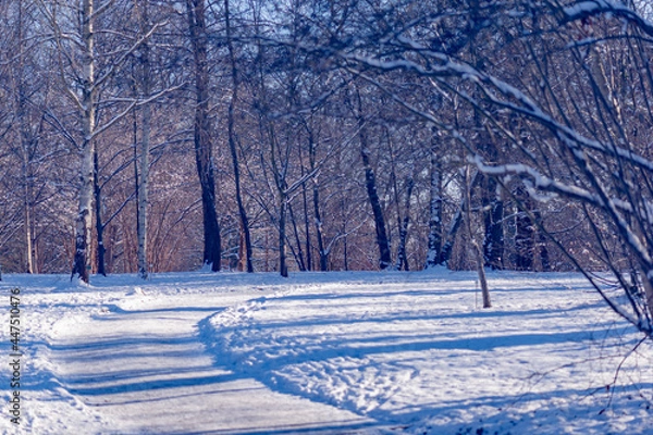 Obraz winter forest in the snow, road, cold, park in the winter