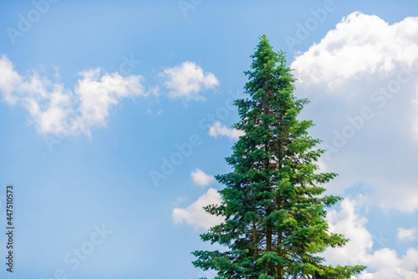 Obraz pine tree against blue sky
