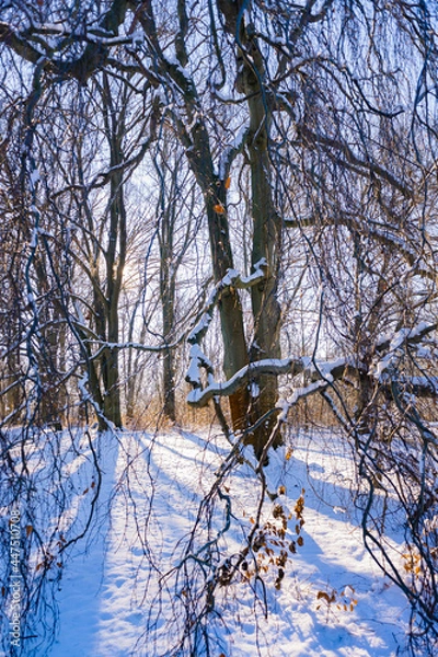Obraz snow covered trees in winter