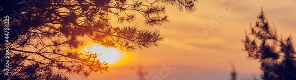 Obraz sunset in the tree, Sunset at the dune beach