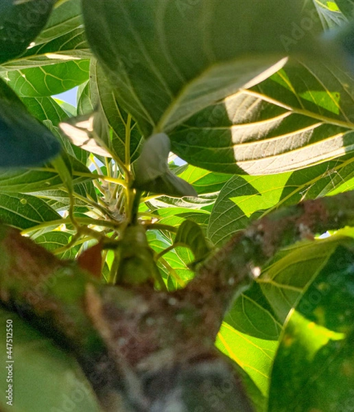 Fototapeta Avocado tree leaves have beautiful lines
