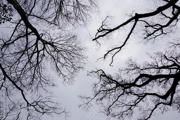 Fototapeta シルエット