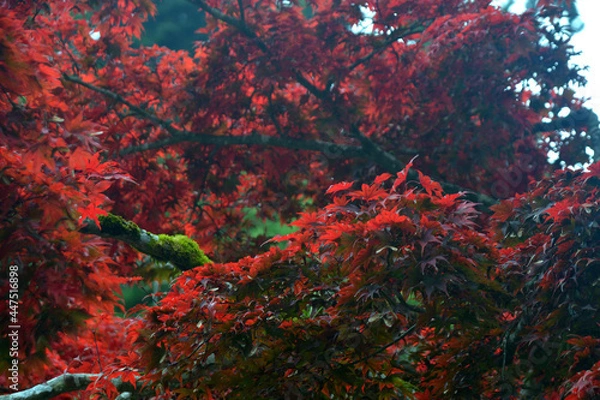 Fototapeta 燃えるように真っ赤に映える紅葉と枝の苔