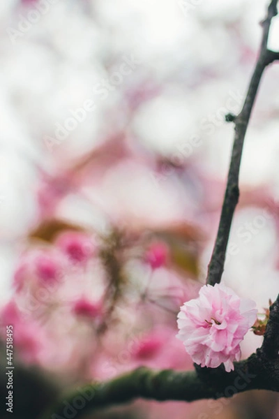 Obraz pink plum petals