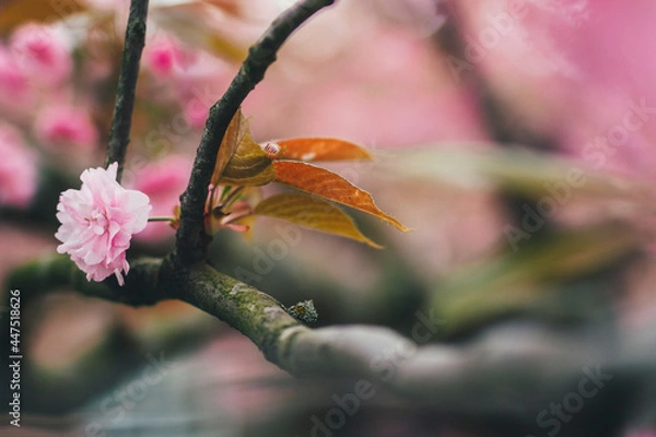 Obraz pink plum petals