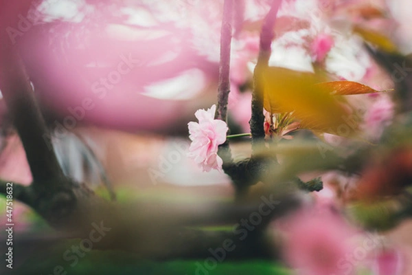 Obraz pink plum petals