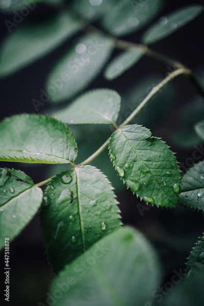 Obraz leaf with drops