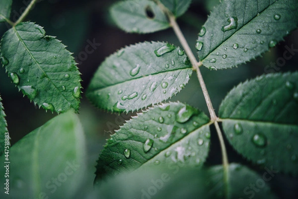 Obraz water drops on leaf