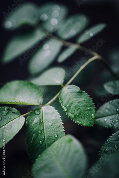 Obraz water drops on a leaf
