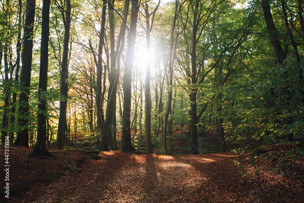 Obraz sun rays in the forest söderåsens nationalpark