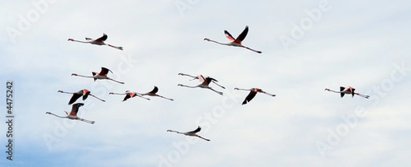 Fototapeta Vol de flamands roses