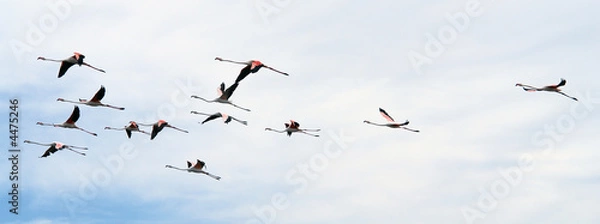 Fototapeta Lot flamingów