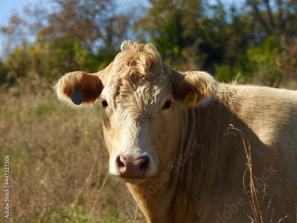 Obraz Kansas farmland