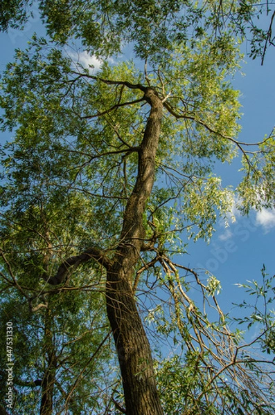 Obraz tree and sky