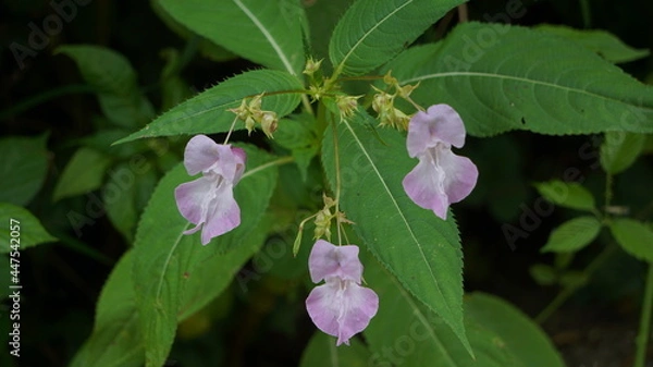 Fototapeta Beautiful Policeman's-helmet flowers, Impatiens glandulifera Royle. 