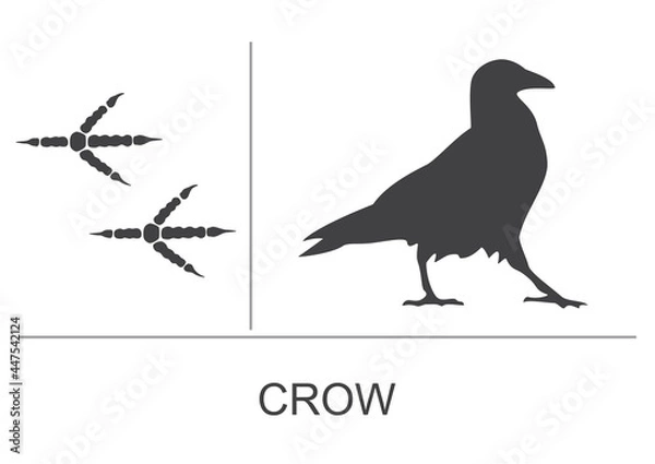 Fototapeta Silhouette and footprints of a crow. Vector illustration.
