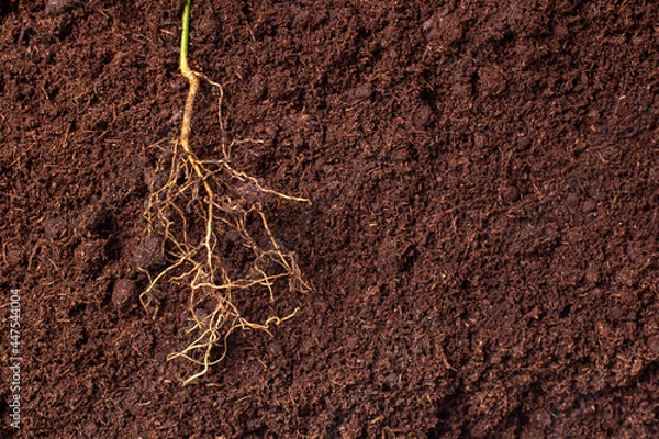 Obraz close-up of the roots of the plant against the background of brown fertile soil