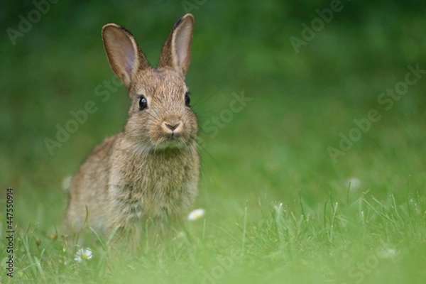 Fototapeta Close-up of a wild rabbit