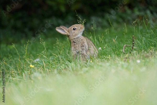 Fototapeta Close-up of a wild rabbit